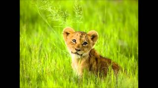 THE SANDPIPERS   BORN FREE