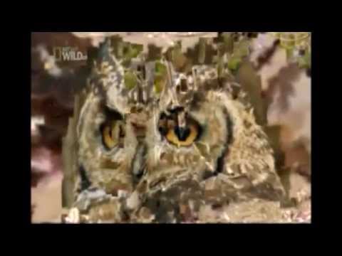 Matt Miller x Kilter – Gravel Pit (Flume Remix) digital punk MIX Nat Geo Wild