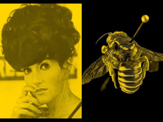The Beehive | Zanny Begg
