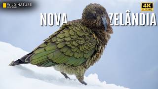 NOVA ZELÂNDIA SELVAGEM — Um Mundo Onde a Natureza Seguiu Outro Caminho | Documentário Animal