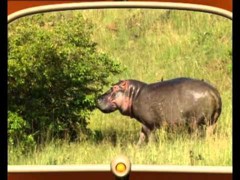 Adi in lumea animalelor Season 1 ep.05 Hipopotamul