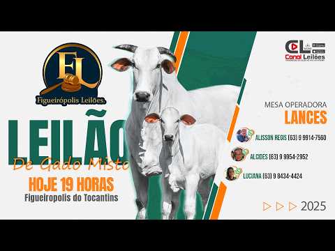 LEILÃO GADO DE GADO MISTO FIGUEIROPOLIS LEILÃO | FIGUEIROPOLIS DO TOCANTINS  24/02/2026