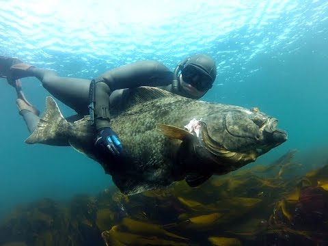 Spearfishing Halibut in Norway