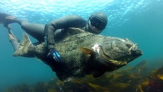 Spearfishing Halibut in Norway