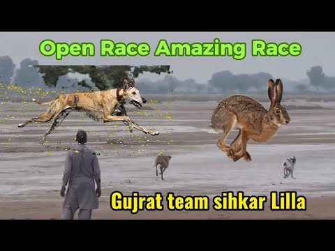 Dog vs Rabbit Race 2023,24 Greyhounds vs Hare | Hare Coursing | Hunting Dogs | High Speed Dog Runing