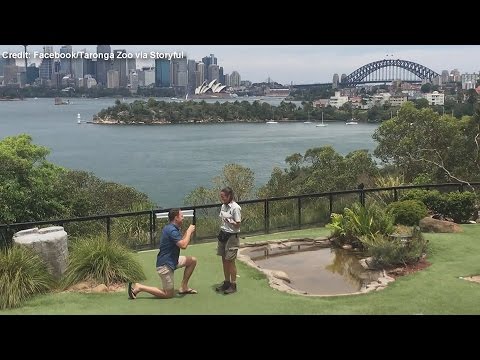 download lagu mp3 mp4 Taronga Zoo Bird Show Proposal, download lagu Taronga Zoo Bird Show Proposal gratis, unduh video klip Download Taronga Zoo Bird Show Proposal Mp3 dan Mp4 Music Online Gratis