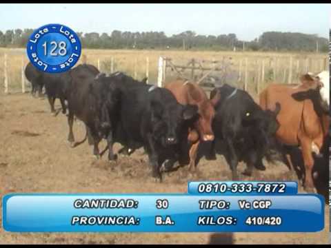 VACAS CON GTIA DE PREÑEZ REMATE CYG EXPOAGRO MARZO 2013