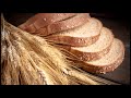 Growing Wheat Small Scale