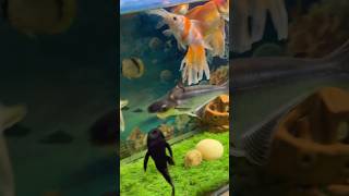 Download lagu Aquarium Fish 🐠 #fish #aquarium #shorts mp3