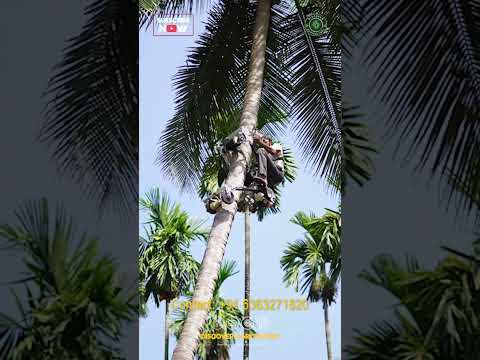 Coconut Tree Climbing Machine #shorts