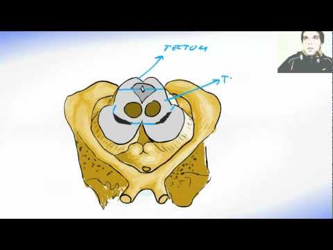 Midbrain or Mesencephalon -  Human Brain Anatomy