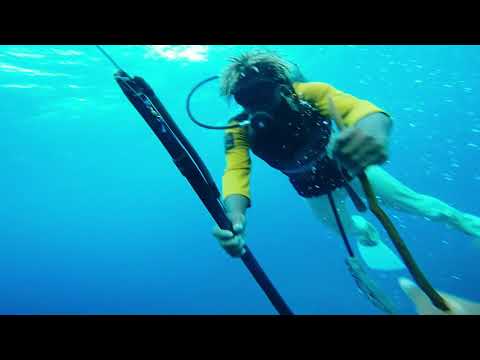 Antigua Spearfishing - Fish and Lobster (Mar,28,2k19)