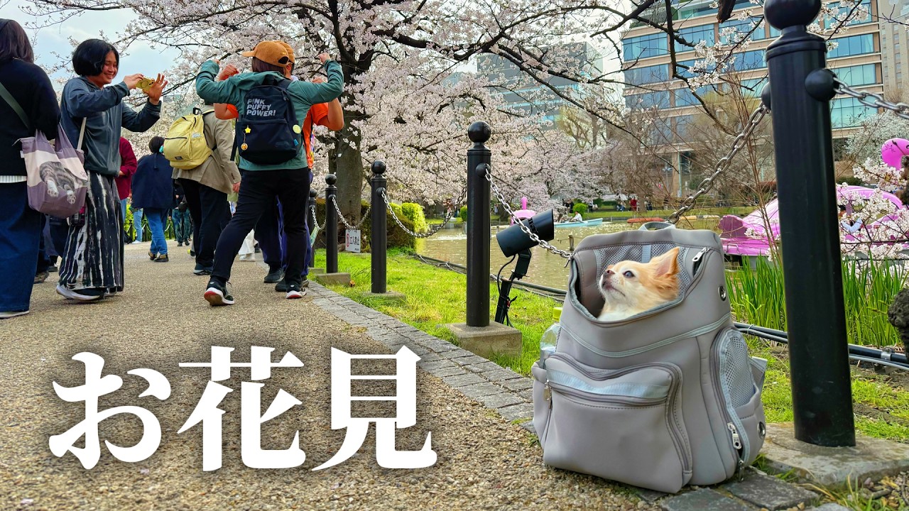 お久しぶりです。愛犬とお花見が最高でした！