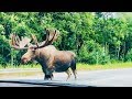 GIANT Moose in the Street