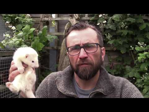 Breeding Ferrets