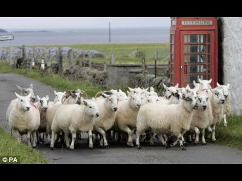 HEAVY SHEPHERDING AND THE MOSES PRINCIPLE-JAMES JACOB PRASCH-LIVE VIA SKYPE