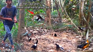 Download lagu It's satisfying to attract lots of birds like this/attract magpie robins during the chick season mp3