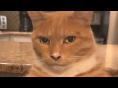 Cat Mewing (Lookmaxxing)