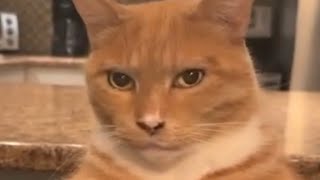 Cover art for the song of the life in the life of life