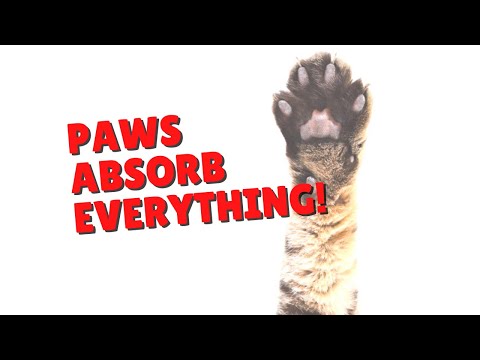 Be Careful Of Your Cats Paw Pads | Two Crazy Cat Ladies