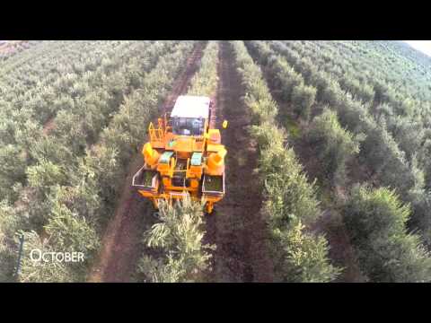 Recolección de aceitunas - Casas de Hualdo Cornicabra 500 ml