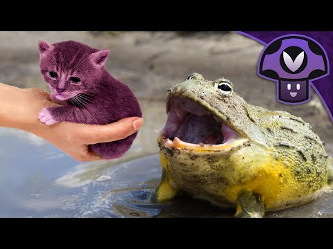 Vinny - Frog devours an entire cat