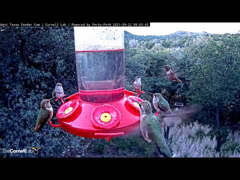 Fall Hummingbird Migration In Full Swing | West Texas Feeders – Sept. 22, 2021