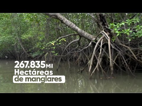 Los manglares mejor conservados están en el Valle