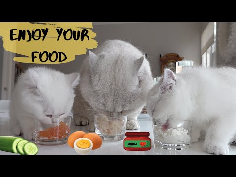What Do Cats Eat? Apollo's opinion about different snacks