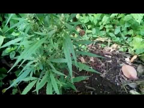 SATIVA MIX mini Plant 12 weeks outdoor 19012014
