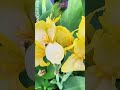 Natural Flower Short Video