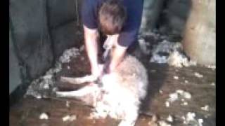 preview picture of video 'Sheep shearing at Temple House.'