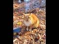 ️ One Adorable Meow From Beautiful Orange Tabby Cat Shorts
