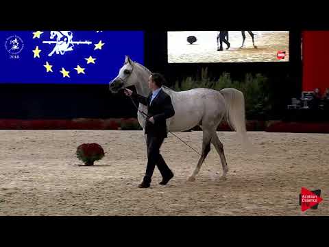 N.181 ETORYK - Lier 2018 - 8-10 Years Old Stallions (Class 13)