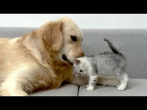 The Terrified Kitten Finally Realized My Golden Retriever Would Never Hurt Her in Just 3 Meetings!