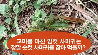 교미를 마친 암컷 사마귀는 정말 숫컷 사마귀를 잡아 먹을까?