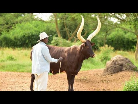 MEET PRESIDENT MUSEVENI'S BEST FRIEND | ANKOLE LONG HORNED CATTLE