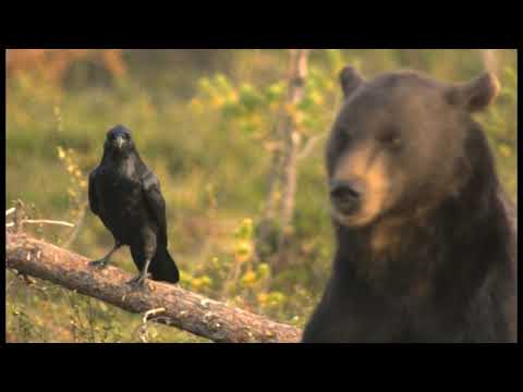 The dream of a Finnish spitz