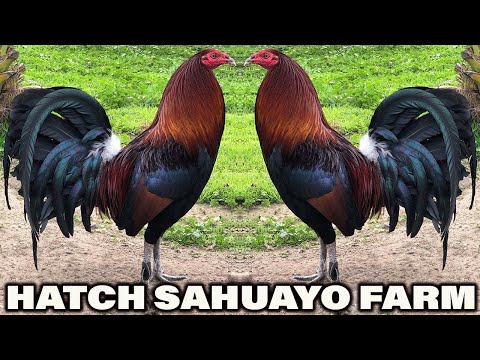 Penny Hatch Beautiful Birds Sahuayo Farm