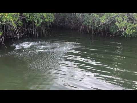 Wow!  Did That Just Happen?  Shark Attack in Key Largo!!!