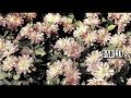 Darlia - Pandemonium (Acoustic) 
