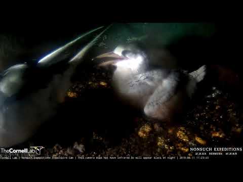 Cheeky Tropicbird Chick Pecks At Adult's Rear End – June 11, 2019