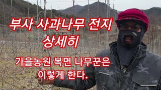 [사과재배]  사과나무 전지하는방법 부사 유목3년차 가지치기