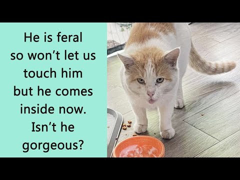 50 ‘My House, Not My Cat’ Moments That Prove Cats Do Whatever They Want (New Pics)