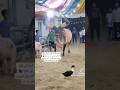 Pakistan Ka Chand Bail 2023 Cowvideos Shortsvideo