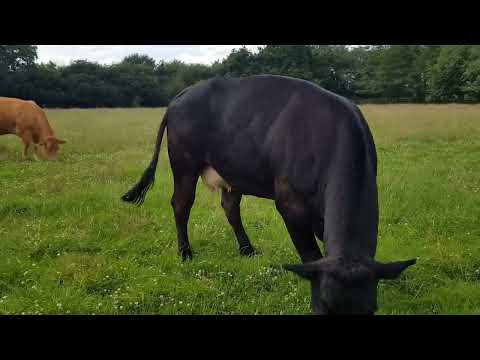 The cattle on a fresh bit of grass