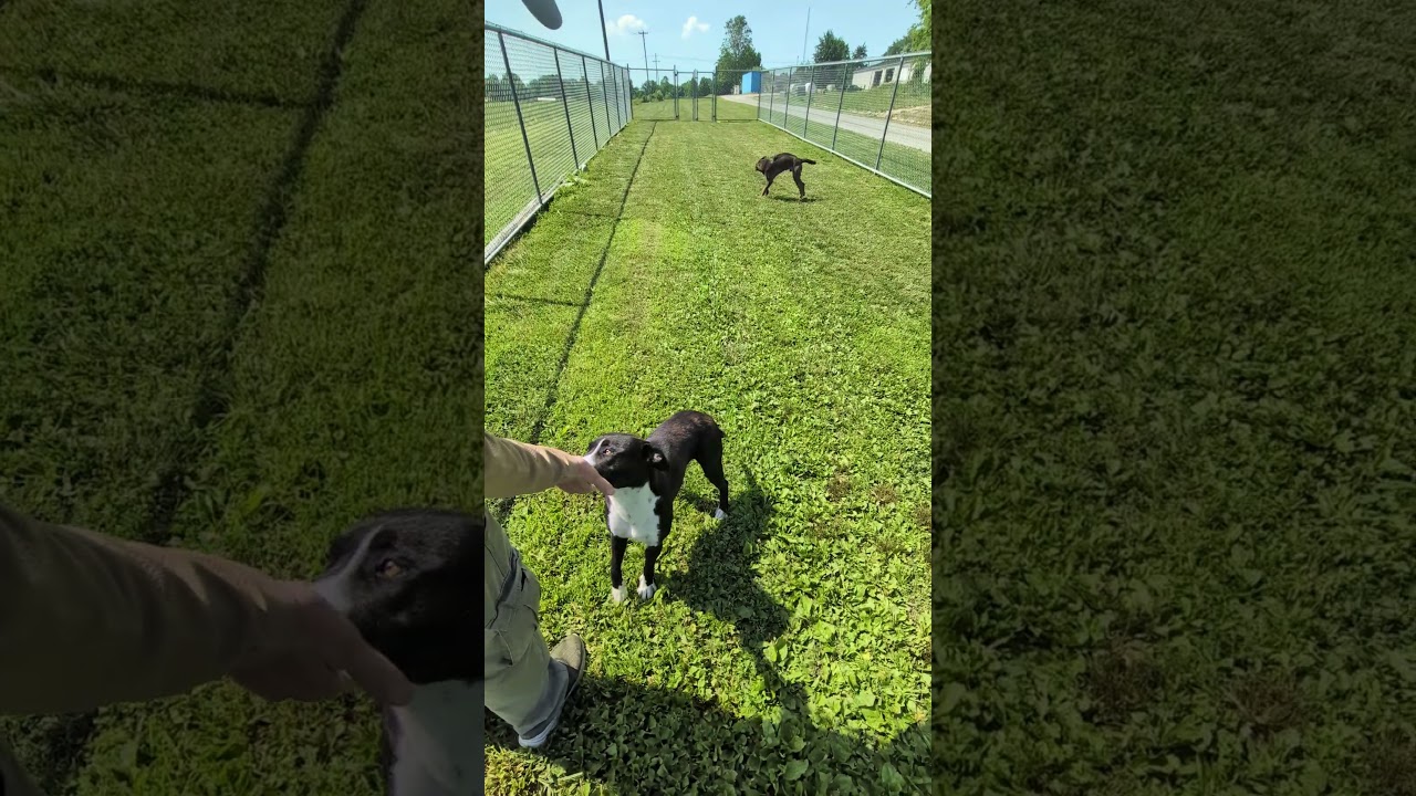 Enlarge Jack, a ADOPTABLE mixed breed in Mount Carmel, IL video 2/6
