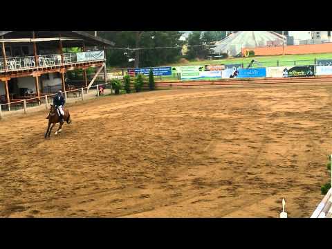 6j stute von stalypso L sprpf steiniger