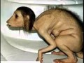 human Crossbreeding with animal 