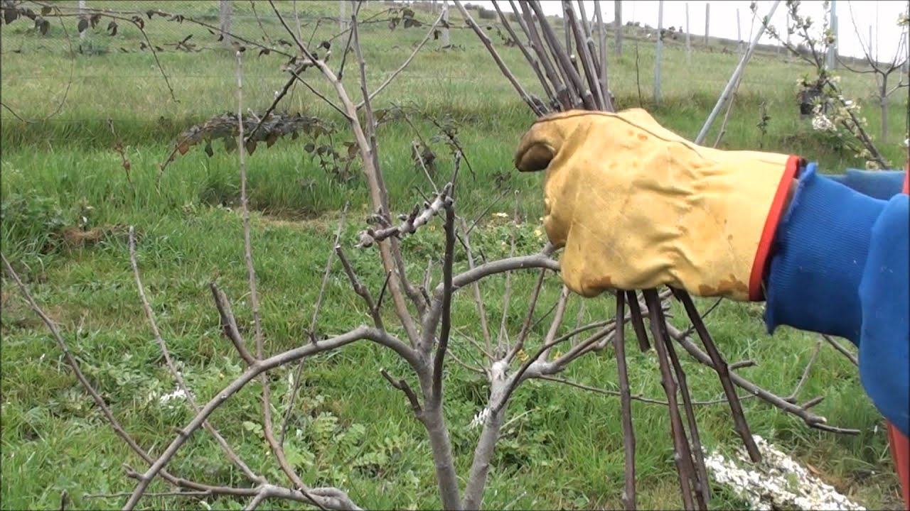 Pruning and training Apple trees - Part 3